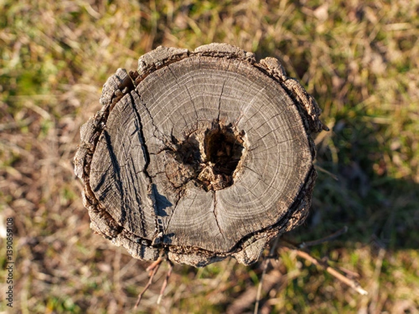 Fototapeta The tree stump showcases intricate patterns and textures, surrounded by vibrant green grass under bright sunlight, illustrating the beauty of nature's decay and renewal.
