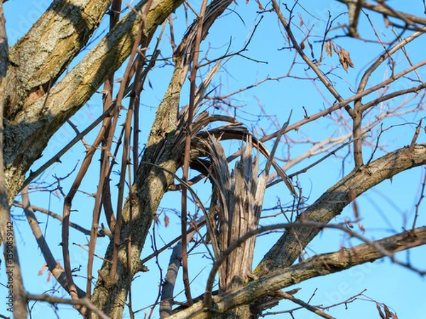 Fototapeta Intricate patterns of twisted branches wind around a tree trunk under a bright blue sky. Young buds peek through, signaling the arrival of spring in a serene outdoor setting.