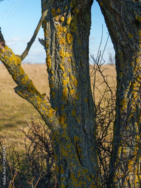 Fototapeta A tree trunk shows vibrant yellow lichen growing on its rough surface, surrounded by a golden meadow under a clear blue sky on a bright spring day.