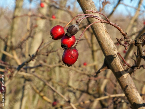 Fototapeta Red berries cling to bare branches against a clear blue sky, showcasing the stark beauty of winter. The surrounding scenery is a mix of muted tones, emphasizing the vivid colors.
