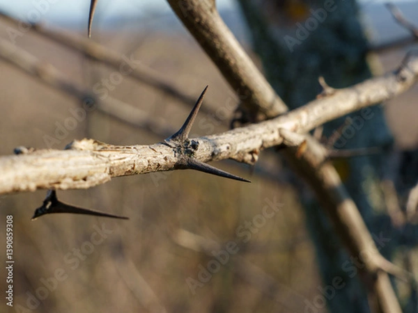 Fototapeta Focus on sharp thorns protruding from a dry branch in a natural environment. The blurred background highlights the rugged beauty of the surrounding landscape during daylight.