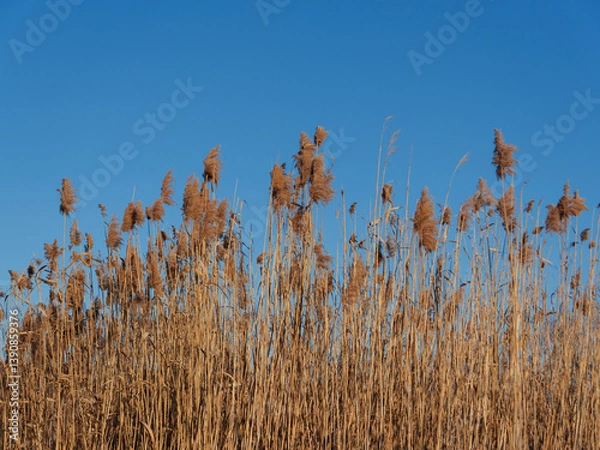 Fototapeta Golden grasses rise high against a vibrant blue sky, illuminated by the afternoon sunlight. The landscape showcases nature's beauty, creating a calm and serene atmosphere.