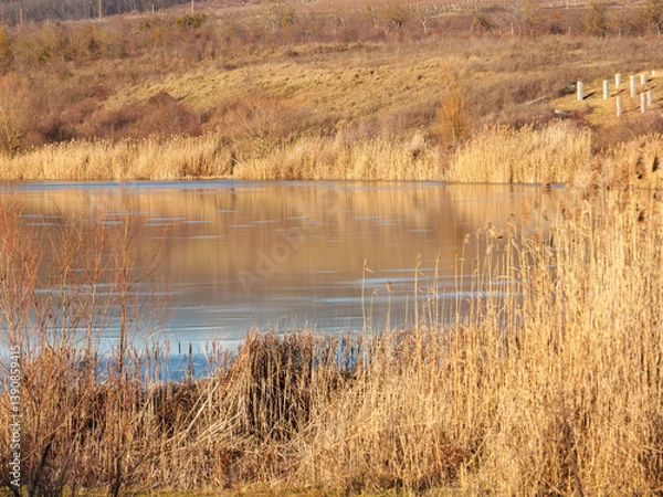 Fototapeta A serene winter view features a frozen lake surrounded by golden reeds. The warm sunlight creates a beautiful reflection across the calm water, highlighting the natural beauty of the landscape.