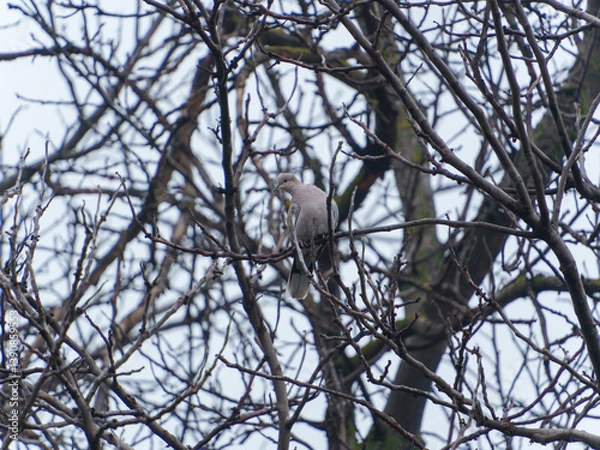 Fototapeta A light-colored bird sits among leafless branches against a gray sky. Its surroundings appear quiet and still, typical of an overcast afternoon in winter.