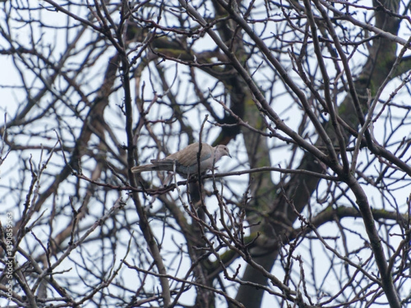 Fototapeta A small bird rests on thin branches of a deciduous tree, surrounded by an array of twigs against a gray sky. The scene captures the transition of seasons in a tranquil park.