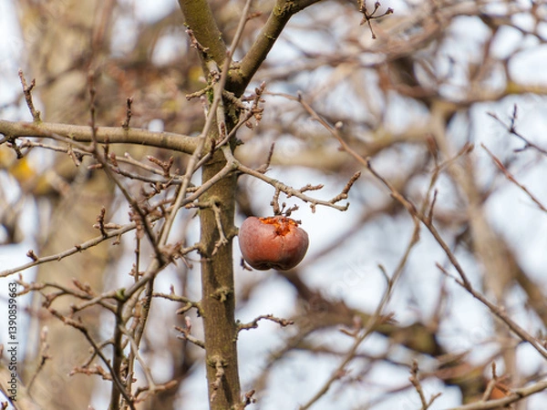 Fototapeta A solitary dried apple clings to an empty branch in a gray autumn forest. Surrounding branches are bare, highlighting the apple's withered appearance against the cool sky.