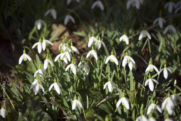 Fototapeta First spring messenger - snowdrops