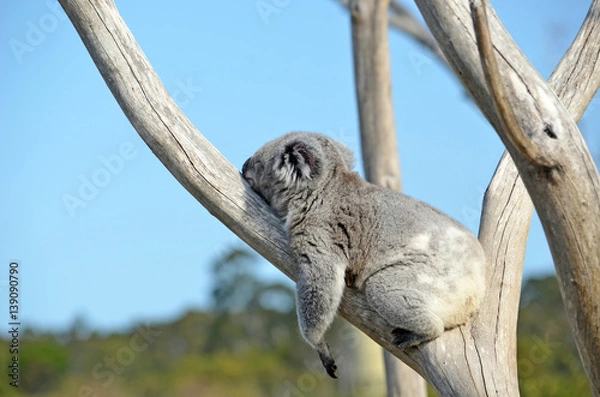 Fototapeta Koala australijska (Phascolarctos cinereus) śpi na brzuchu na drzewie gumowym. Słynny ssak torbaczy z Australii