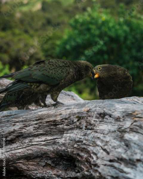 Obraz Kea birds linking beaks in the New Zealand wild