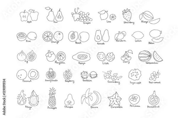 Fototapeta Vector set of line hand drawn fruit and berries icons. Doodle set of different cut fruits and berries. Healthy food. Exotic fruits. Collection of fruits and berries