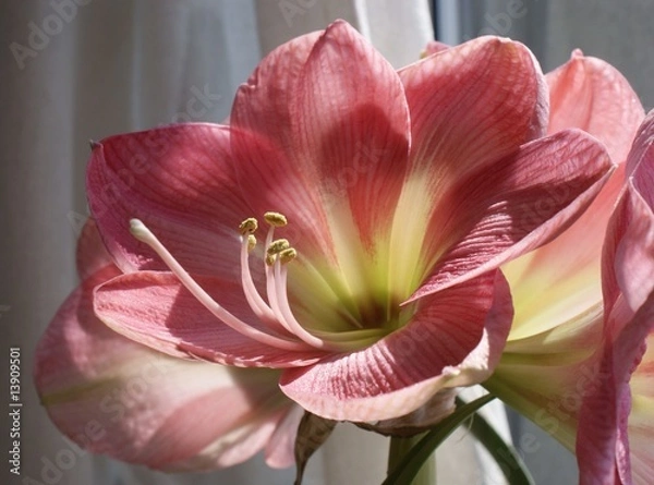 Fototapeta amarillis flower