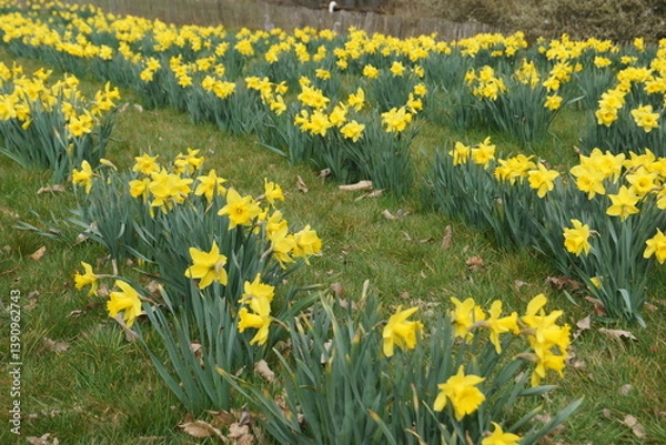 Fototapeta Ein Feld mit gelben Narzissen