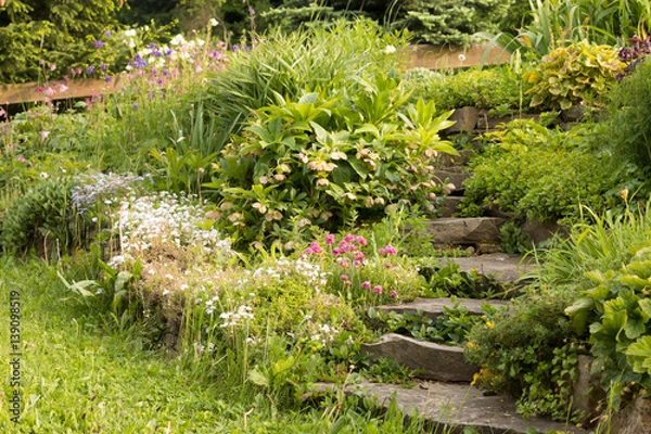 Obraz hellebores, sedum and columbine flowers blooming in colorful traditional summer garden with stone stairs