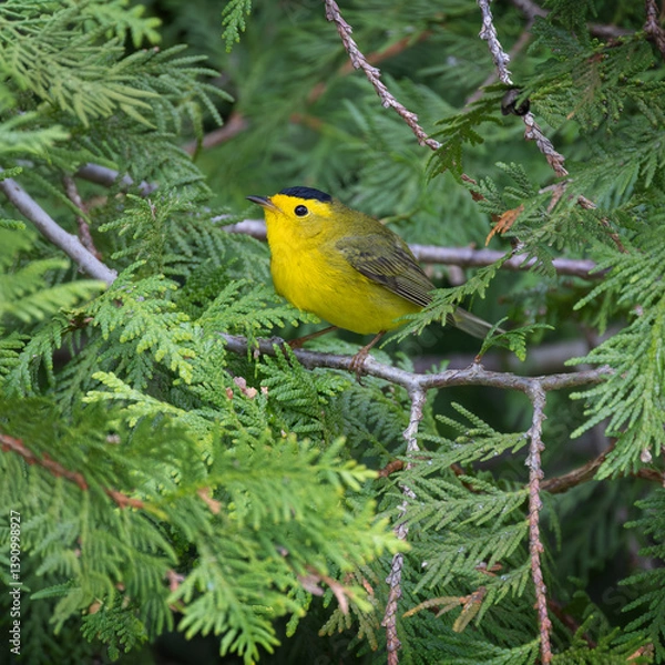 Fototapeta Wilson's warbler Cardellina pusilla perched in an eastern white cedar Thuja occidentalis
