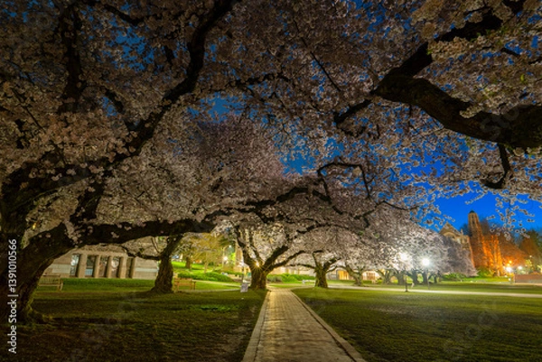 Obraz Cherry Blossoms at the WU