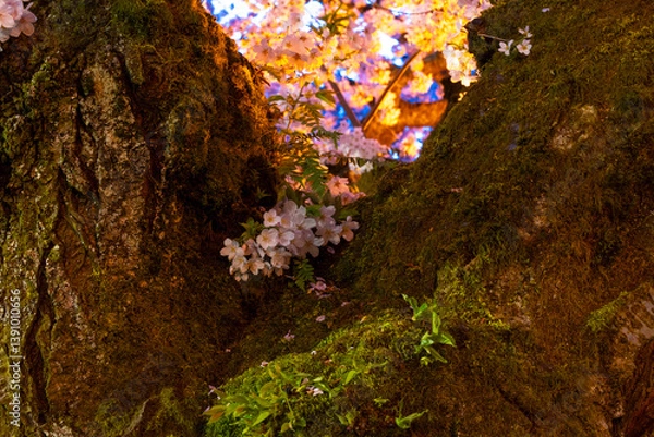 Obraz Cherry Blossoms at the WU