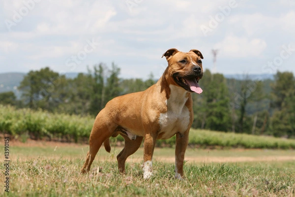 Obraz american staffordshire terrier fauve et blanc tirant la langue