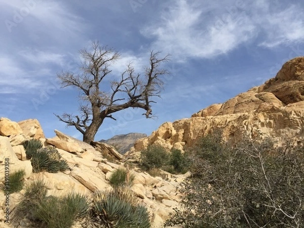 Obraz Silhouette tree in desert 
