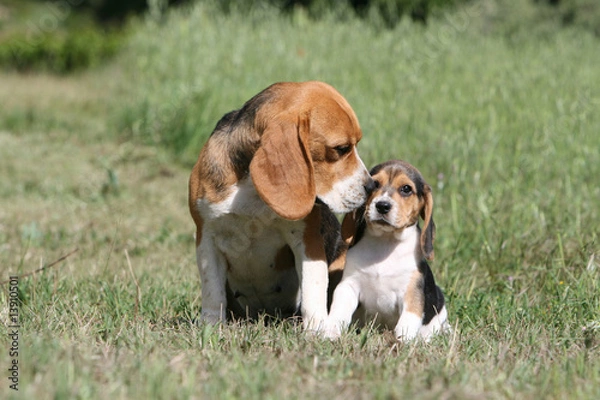 Obraz tendresse d'une chienne beagle envers son petit