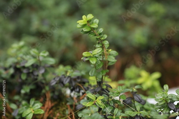 Fototapeta Заросли брусничника