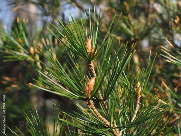 Obraz lace-bark pine close-up