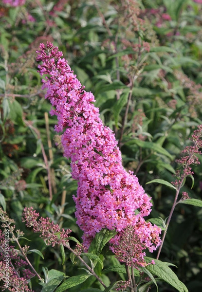 Obraz Buddleja Pink Delight Blüte