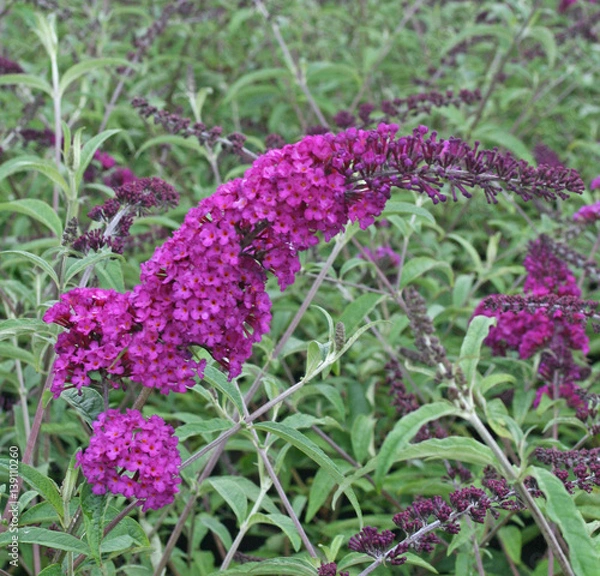 Obraz Buddleja Royal Red 