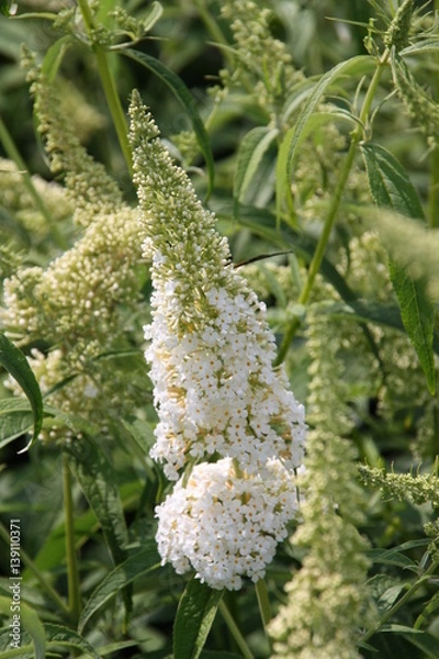 Obraz Buddleja White Profusion 2