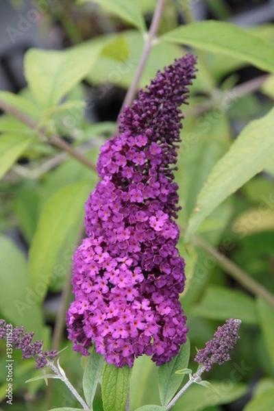 Obraz Buddleija Queen Blüte