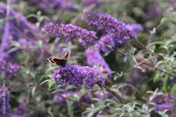 Obraz Buddleja Nahno Blue 5