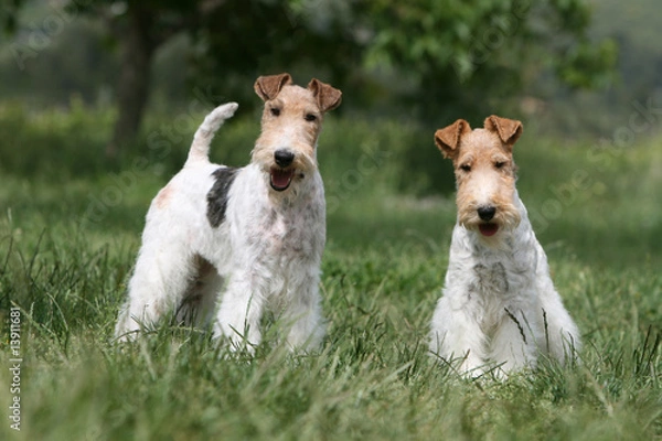 Obraz deux fox-terriers adultes de face dans une prairie verte