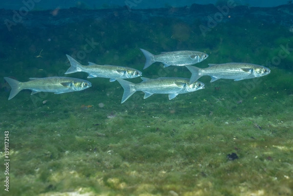 Obraz Striped mullet in Florida Spring