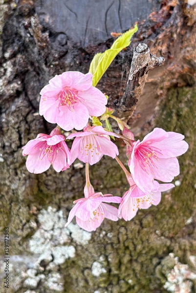 Obraz Close up of beautiful pink cherry blossoms.