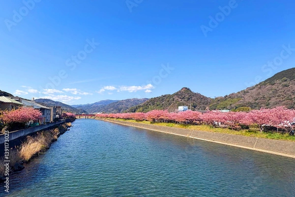 Obraz Beautiful pink cherry trees and clear sky in Kawazu, Japan.