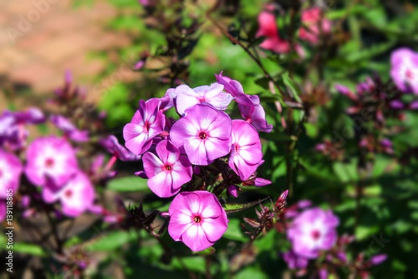 Obraz Phlox Blüten Garten