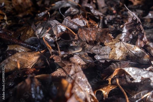 Obraz Jeffersons salamander on leafy forest floor