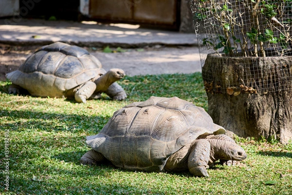 Fototapeta Two large turtles in the zoo enclosure
