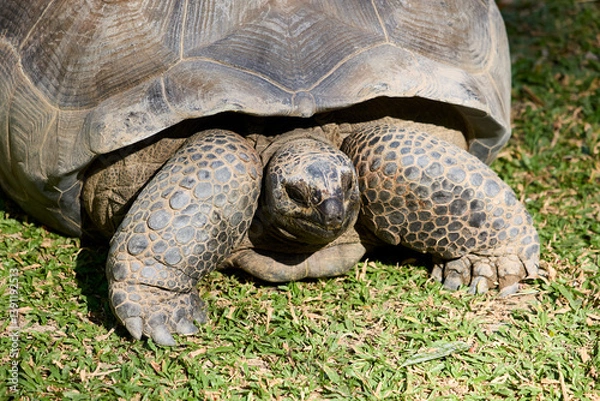 Fototapeta Big turtle on the grass close-up