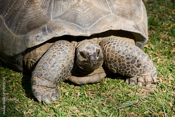 Fototapeta Big turtle on the grass close-up