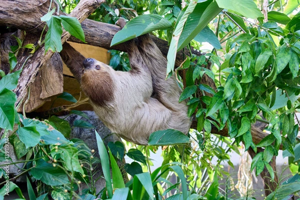 Fototapeta A sloth climbs a tree branch