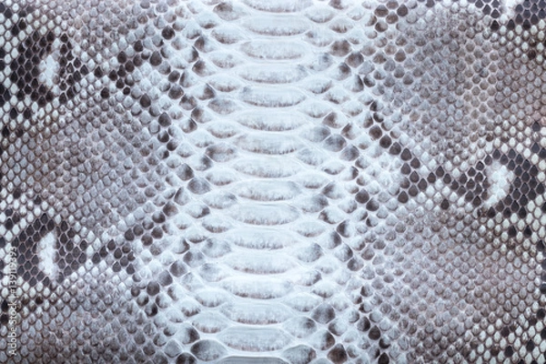 Obraz Genuine python snakeskin leather, snake skin, texture background.