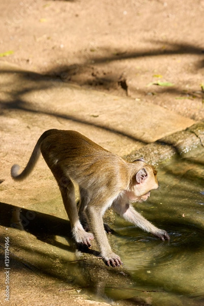 Fototapeta A monkey at the zoo washes his paws in a puddle