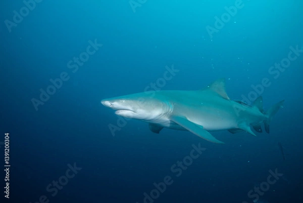 Fototapeta Lemon shark in the open ocean