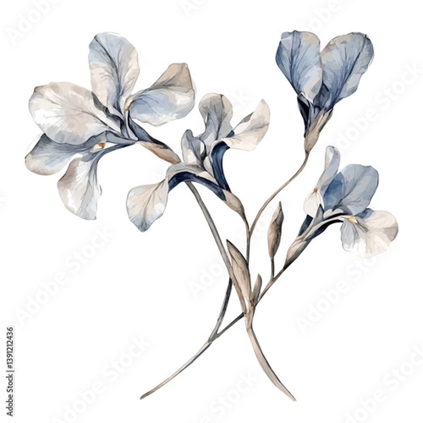 Fototapeta Iris branch, watercolor illustration, isolated on a white background.

