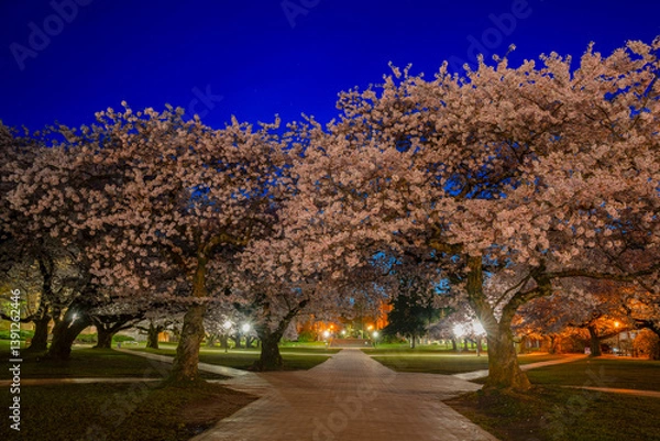 Obraz Cherry Blossoms at the WU