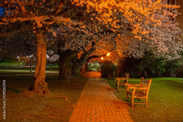 Obraz Cherry Blossoms at the WU