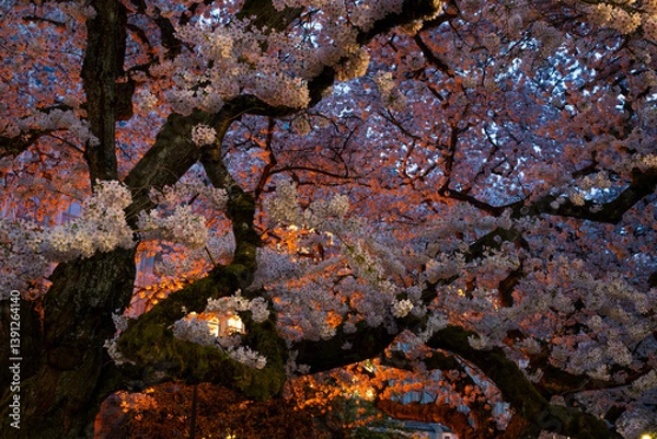 Obraz Cherry Blossoms at the WU