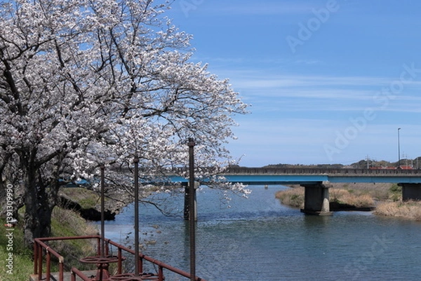 Fototapeta 島根県益田市　益田川の桜