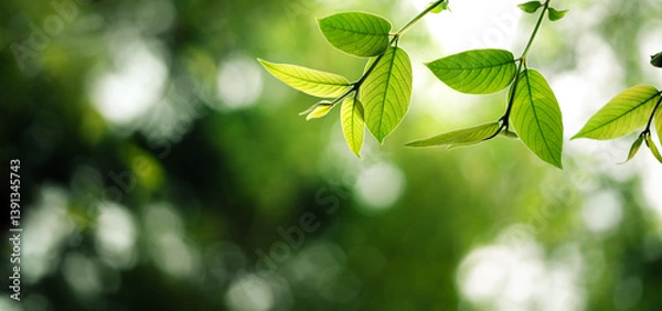 Fototapeta Fresh light green spring leaves and spring green background in the forest