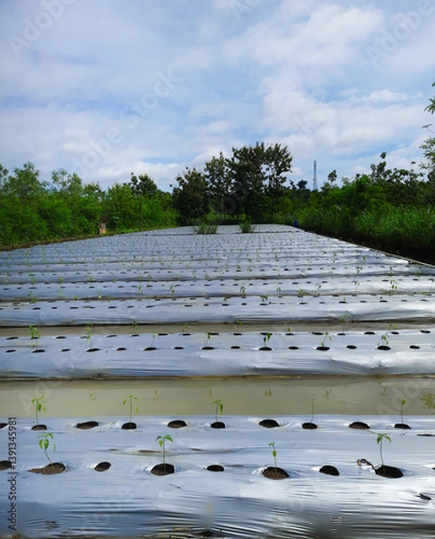 Fototapeta A rustic agricultural field, neatly readied for chili planting